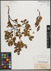 Foto von Salix waldsteiniana Willd.